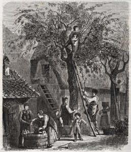 Kirsikoiden poiminta - Kirsikoiden poiminta - kaiverrus vuodelta 1860 - tekijältä Unknown artist