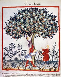 Kirsikoiden poiminta. Valaistus lääketieteen ja dietetiikan lypsystä "" Tacuinum sanitatis"" tekijältä Unknown artist