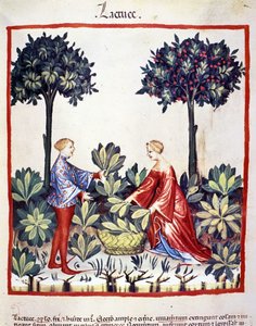 Salaatin poiminta. Valaistus lääketieteen ja dietetiikan lypsystä "" Tacuinum sanitatis"" tekijältä Unknown artist