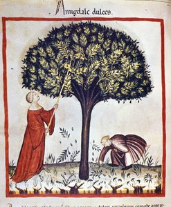 Makeiden mantelien poiminta. Valaistus lääketieteen ja dietetiikan lypsystä "" Tacuinum sanitatis"" tekijältä Unknown artist