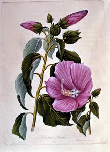 Vaaleanpunainen ibiscus. Kasvitieteellinen lauta. Kaiverrus. tekijältä Unknown artist