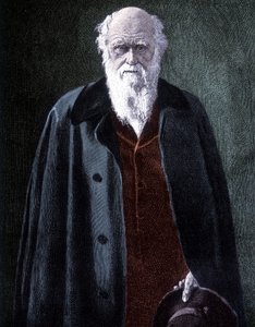 Charles Darwinin muotokuva, brittiläinen luonnontieteilijä (1809 - 1882) tekijältä Unknown artist