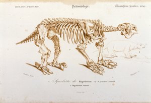 Esihistoria: Megateriumin (norsuperheeseen kuuluva maanpäällinen laiska) fossiilisen nisäkkään luuranko. Paleontologialevy otettu Charles D