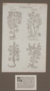 Painettu sivu 1217 julkaisusta "Of the History of Plants, Herbal by John Gerard" tekijältä Unknown artist