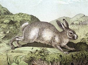 Rabbit - julkaisussa "Nisäkkäiden luonnonhistoria", toim. Schreiber tekijältä Unknown artist
