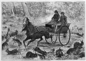 Kanien tungosta Australiassa: Mr. Williamsonin auto kulkee kanien läpi. Kaiverrus "" La Nature: revue des sciences et de leurs applications aux arts et a l
