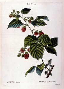 Vadelma ja hedelmät: 1800-luvun kasvitieteellinen taulu. tekijältä Unknown artist