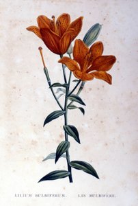 Punainen bulbiferous lilja. 1800-luvun kaiverrus. tekijältä Unknown artist
