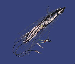Esitys jättiläiskalmarista (Architeuthis) ihmisen mittakaavassa. 1800-luvulla tekijältä Unknown artist