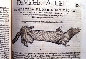 Esitys niemikkoon liittyvästä närästyseläinten perheestä - Historia Animaliumissa, kirjoittanut Conrad Gesner (1516 - 1565), Tiguri tekijältä Unknown artist