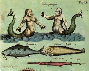 Esitys sireenistä ja tritonista, upeasta meren olennosta, joka on kuvattu eläintieteen atlasissa. Yksityiskohta. 17. vuosisata tekijältä Unknown artist