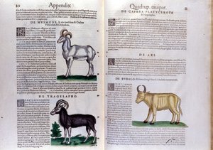 Esitys lampaista, puhveleista... - Conrad Gesnerin (1516 - 1565), Tigurin teoksessa History of Animals tekijältä Unknown artist