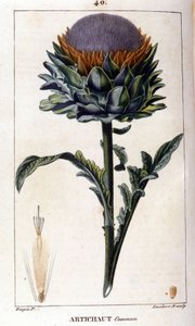 Tavallisen artisokan esitys. Kasvitieteellinen lauta. 1800-luvulla. tekijältä Unknown artist