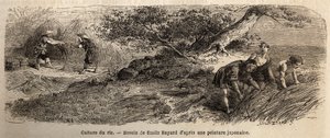 Riisin viljely: sato lokakuussa, varret yhdistyvät saappaisiin. Kaiverrus havainnollistamaan matkaa Japaniin vuosina 1863-1864, Sveitsin valaliiton ministeri Aime Humbert, "Le tour du monde, nouveau journal des voyages", julkaistu ohjauksella tekijältä Unknown artist