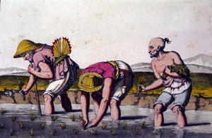 Riisin viljely Kiinassa. 1800-luvun printti. tekijältä Unknown artist