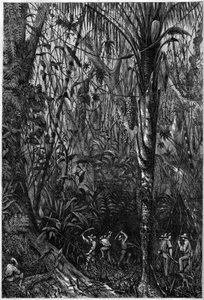Tiekehitys Keski-Amerikassa: Nicaraguan tien poraus neitseellisen metsän läpi (metsien hävittäminen). Piirustus kapteeni Bedford Pimin retkikunnan jäsenestä (1826-1886) luutnantti Olivierista. Kaiverrus "" Maineikas universumi"" tekijältä Unknown artist