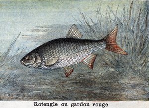 Rotengle tai punainen särki Kaiverrus vuodelta 1898 tekijältä Unknown artist