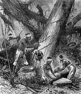 Kumin korjuu Malesiassa Metsä (kaiverrus) (kaiverrus) tekijältä Unknown Artist