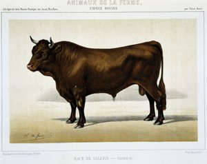 Salers Breed Taurus - "" Maatilaeläimet"" tekijältä Unknown artist