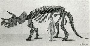 Triceratops prorsuksen luuranko tekijältä Unknown artist