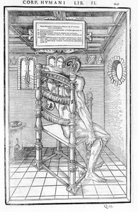 Kallo leikkaus. Anatominen taulu "Ihmiskehon kolmen osan dissektio..." Carlo Stefano Riverio, Pariisi 1545 tekijältä Unknown artist