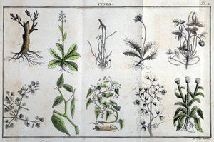 Varret: kirjassa "" Flora Françoise, tai lyhyt kuvaus kaikista Ranskassa luonnollisesti kasvavista kasveista, jotka on järjestetty uuden analyysimenetelmän mukaan, johon lainataan niiden vähiten yksiselitteisiä hyveitä lääketieteessä ja hyödyllisyyttä tait tekijältä Unknown artist