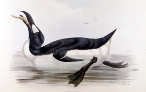 The Giant Penguin (Alca Impennis) - Euroopan linnuissa” John Gould, Lontoo tekijältä Unknown artist