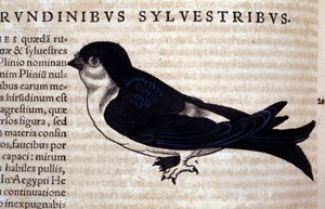 The Swift in Historia Animalium, Conrad Gesner (1516 - 1565), Tiguri tekijältä Unknown artist