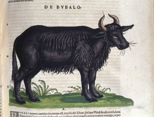 Konrad Gesner, Tiguri Historia animaliumin jälkeinen puhveli tekijältä Unknown artist