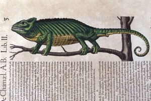 Kameleontti Historia animaliumin jälkeen, Konrad Gesner, Tiguri tekijältä Unknown artist