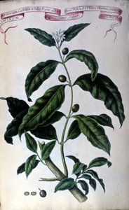 Kahvipuu. 1800-luvun herbaario. tekijältä Unknown artist
