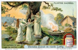 Druidien kokoelma misteli - Liébig-mainosmerkki. Kromolihtografia 1800-luku tekijältä Unknown artist