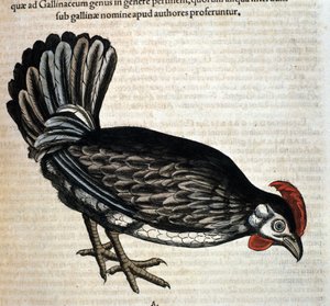 Konrad Gesnerin kotikana Historia animaliumin mukaan, Tiguri tekijältä Unknown artist
