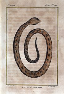 Tyylikäs kyykäärme. Lauta, joka on otettu luonnontieteilijä Georges Louis Leclercin, Buffonin kreivin (1707 - 1788) "" Buffonin teosten"" luonnonhistorian petoksesta. 1800-luvulla tekijältä Unknown artist