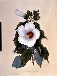 Ibiscus. Kasvitieteellinen lauta. tekijältä Unknown artist