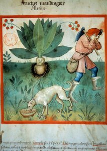 Mandrake. Lääkekasvi, jolle on usein liitetty poikkeuksellisia maagisia hyveitä. Valaistus lääketieteen ja dietetiikan lypsystä "" Tacuinum sanitatis"" tekijältä Unknown artist