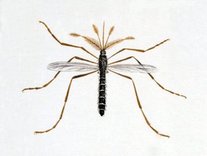 Hyttynen. Luonnontieteellinen taulu. 1800-luvulla. tekijältä Unknown artist