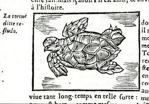 Merikilpikonna Gerolamo Cardanon (Cardanus Hieronymus) (Cardan) traktaatin "" De la subtlite" mukaan, painettu Rouenissa vuonna 1642. tekijältä Unknown artist