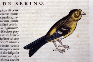 Konrad Gesnerin, Tigurin, serin d