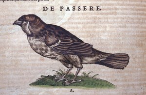Varpunen Historia Animaliumissa, kirjoittanut Conrad Gesner (1516 - 1565), Tiguri tekijältä Unknown artist
