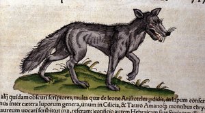 Susi Historia Animaliumin mukaan, kirjoittanut Conrad Gesner, Tiguri 1560. Biblioteca Nazionale Braidense. Milano tekijältä Unknown artist