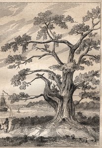 Kapteeni James Cookin (1728-1779) kolmas matka (1776-1779): puu, jonka alla Cook tarkkaili Venuksen kulkua - kuva otettu teoksesta "1700-luvun suuret merenkulkijat" tekijältä Unknown artist