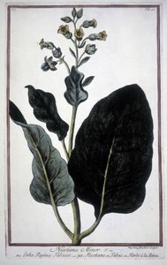 Tupakanlehti ja kukka (Nicotiana Minor) 1800-luvun herbaariossa. tekijältä Unknown artist