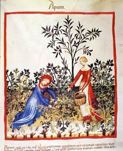 Kaksi naista poimivat persiljaa. Valaistus lääketieteen ja dietetiikan lypsystä "" Tacuinum sanitatis"" tekijältä Unknown artist
