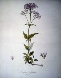 Valeriana mauve tai Valeriana tripteris. 1800-luvun herbaario. tekijältä Unknown artist