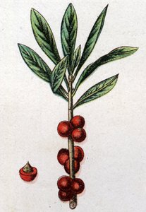 Kasvitieteiset kasvit: Daphne Mezereon. Friedrich Eduard Bilzin (1842-1922) kaiverrus tekstiin "Luonnollinen lääketiede" tekijältä Unknown artist