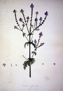 Verbena officinalis (Verbena officinale). 1800-luvun herbaario. tekijältä Unknown artist