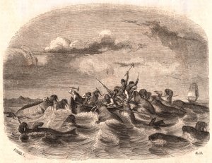 Näkymä ryhmästä englantilaisia merimiehiä, jotka jahtaavat mursulaumaa vuonna 1818 Huippuvuorten rannikolla tekijältä Unknown