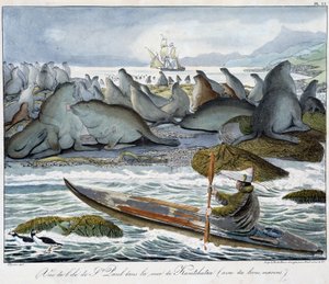 Näkymä Pyhän Paavalin saarelle Kamtšatkan meressä merileijonien kanssa. tekijältä Unknown artist