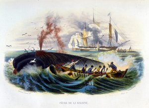 Valaanpyynti - Lacépèden "Luonnonhistoriassa". tekijältä Unknown artist